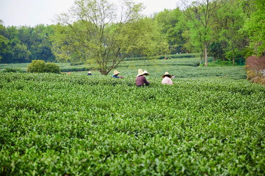 采茶