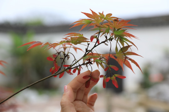 枫叶开花