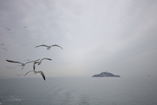 大海海鸥