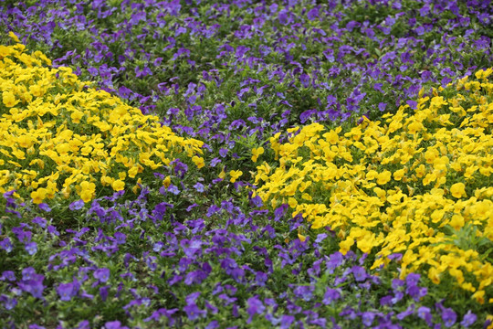 紫色和黄色的花