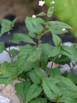 蓼科植物火炭母