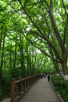 南京中山陵梧桐树林荫道