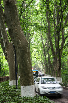 南京中山陵梧桐树林荫道