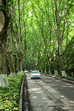 南京中山陵梧桐树林荫道