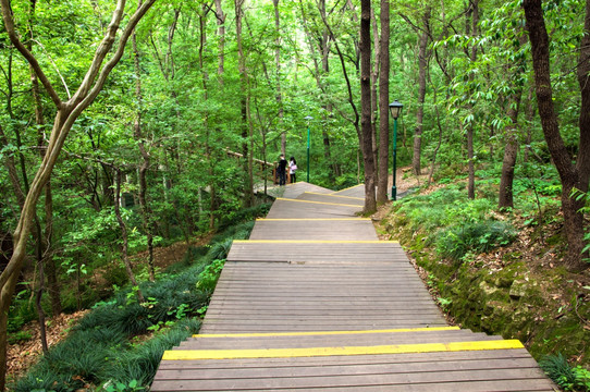 中山陵木栈道