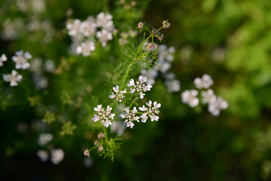 野花野草