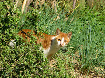 跑进菜园的猫