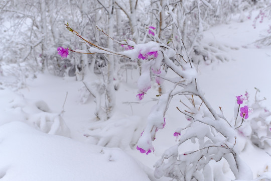 春雪杜鹃花