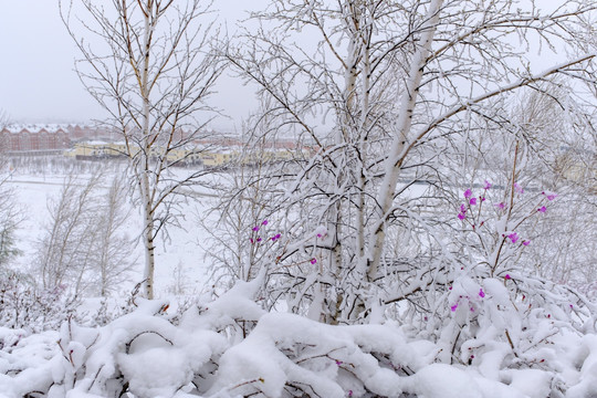 春雪杜鹃花