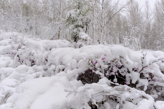 春雪杜鹃花