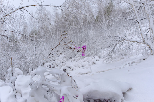 春雪杜鹃花