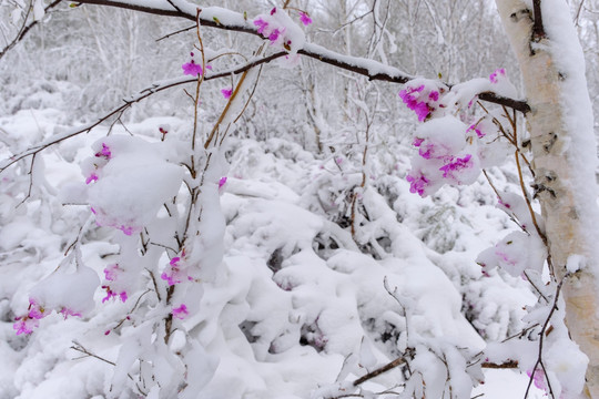 春雪中杜鹃花