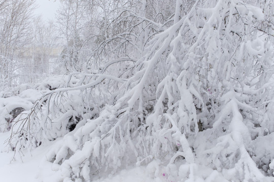 春雪杜鹃花