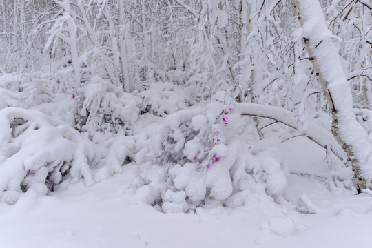 春雪杜鹃花