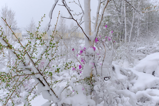 春雪杜鹃花