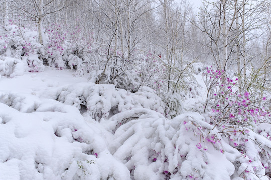 春雪杜鹃花