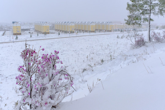 春雪杜鹃花