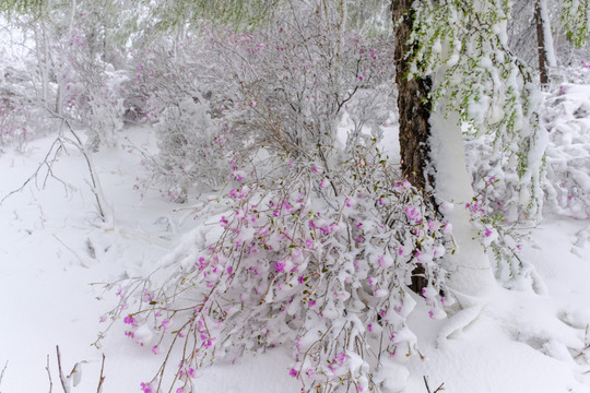 春雪杜鹃花