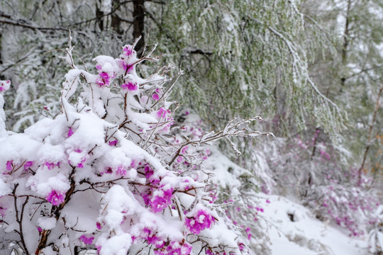 春雪杜鹃花