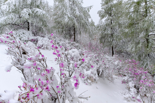 春雪杜鹃花