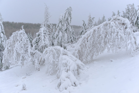 春雪杜鹃花