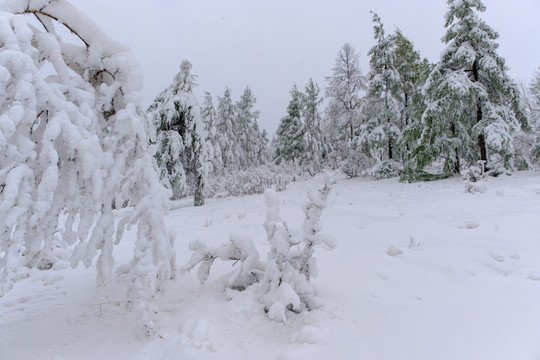 春雪杜鹃花