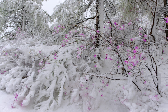 春雪杜鹃花