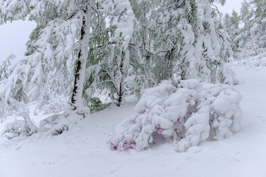 春雪杜鹃花