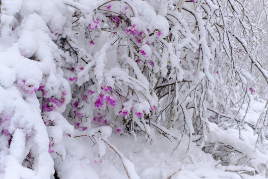 春雪杜鹃花