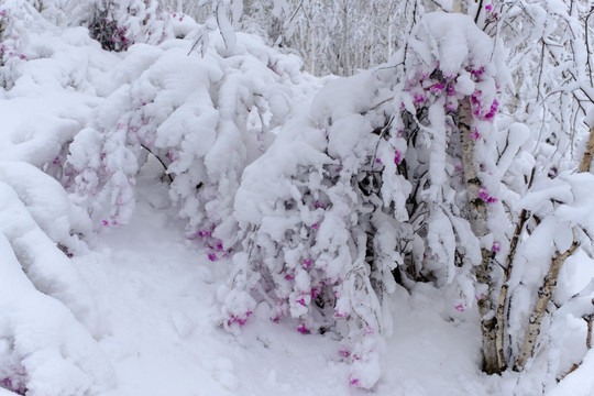 春雪中杜鹃花