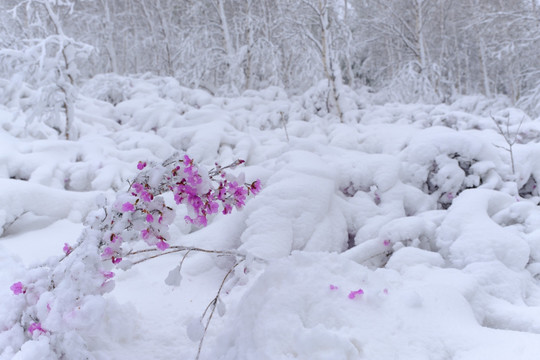 春雪杜鹃花