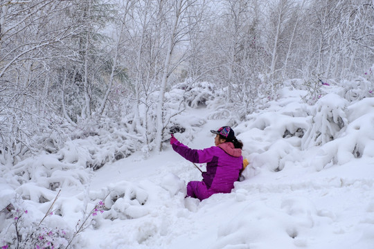 春雪杜鹃花