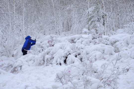 春雪杜鹃花