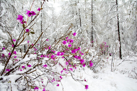 寒梅傲雪