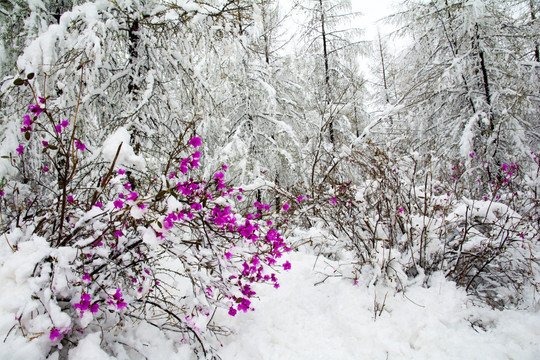 寒梅傲雪