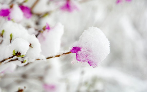 寒梅傲雪