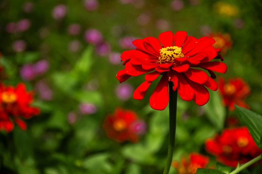 非洲菊