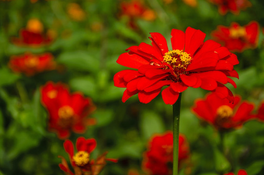 非洲菊