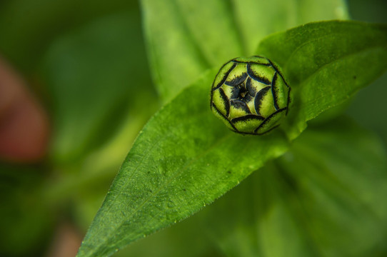 非洲菊