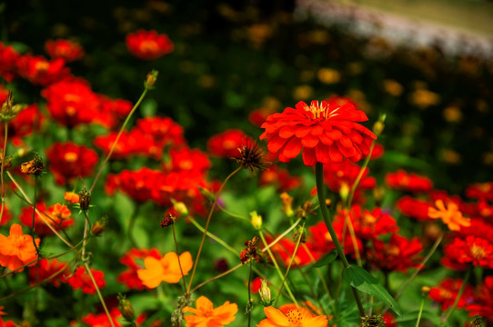 非洲菊