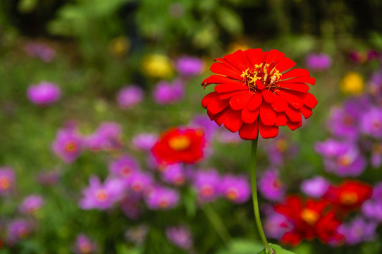 非洲菊