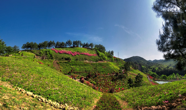 金华雅畈杜鹃王国山坡