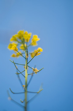 油菜花特写