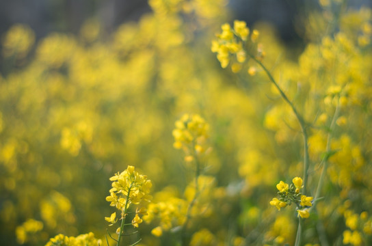 油菜花