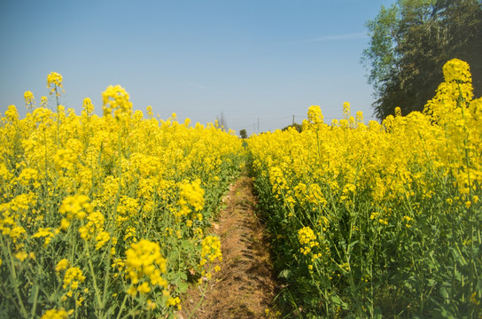 油菜花