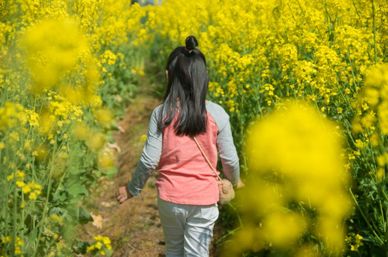 油菜花地