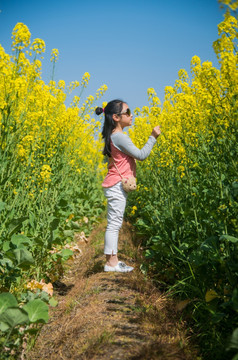 油菜花開
