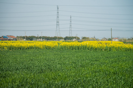 油菜花地