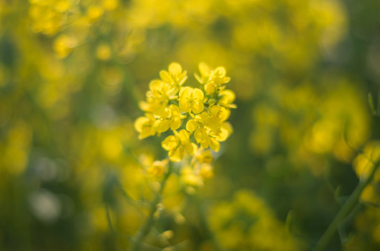 油菜花