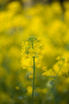 油菜花